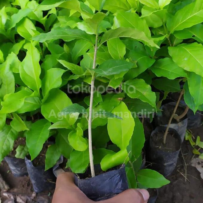 Bibit tanaman pohon buah kacang amon almond unggul ber