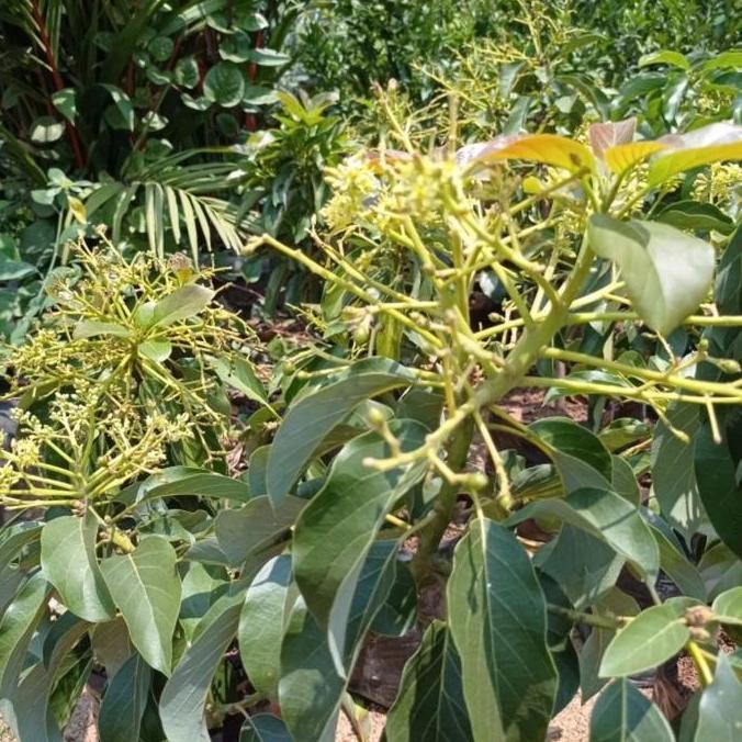 Bibit Buah Alpukat Alator Okulasi Sudah Berbunga/Berbuah