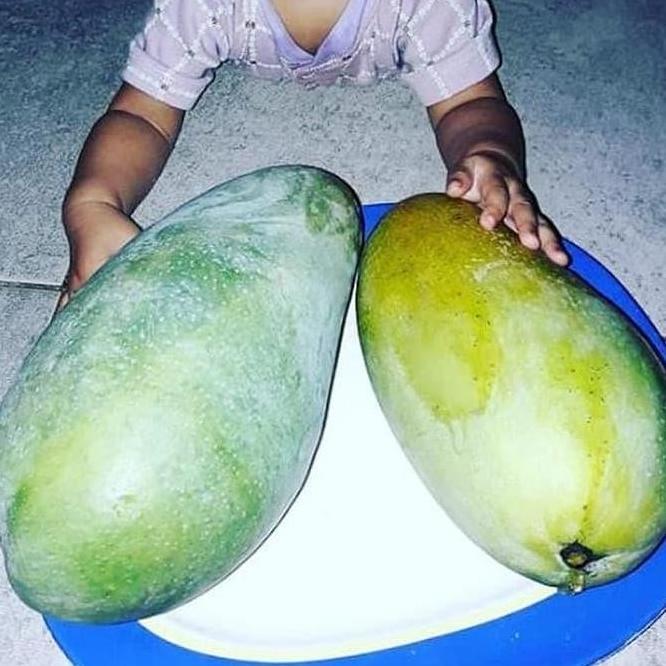 BIBIT Tanaman MANGGA KIOJAY JUMBO buah buahan cangkok dalam pot
