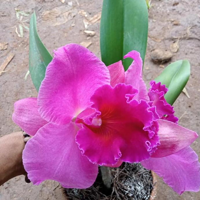 tanaman hias anggrek cattleya