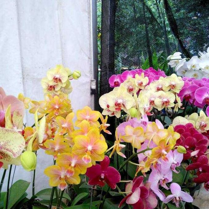 pohon anggrek bulan.