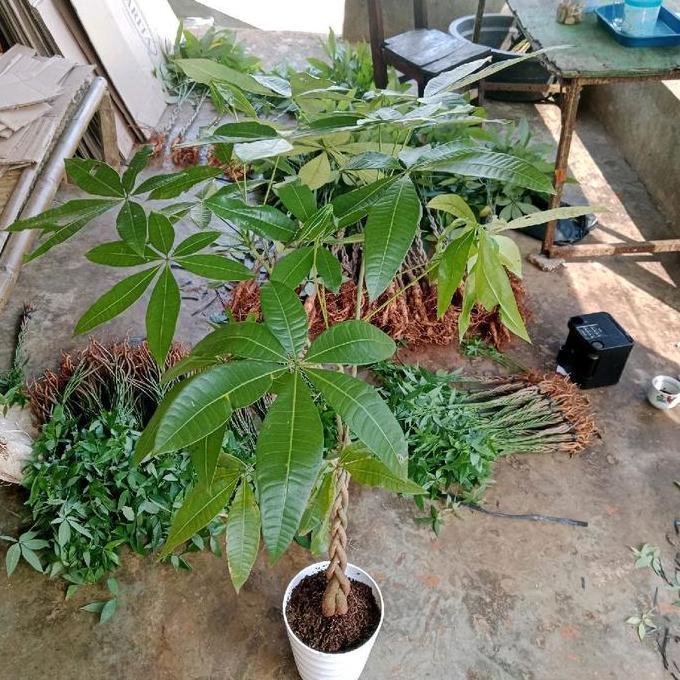 Pachira kepang size besar - pachira - pohon uang - pachira money tree
