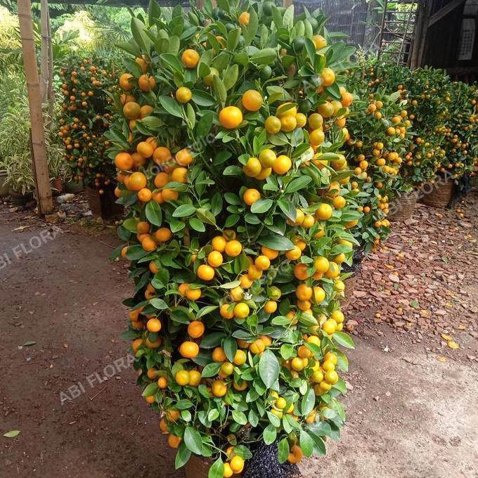 Tanaman jeruk imlek kimkit/ jeruk imlek L / pohon jeruk imlek 1-1,2m