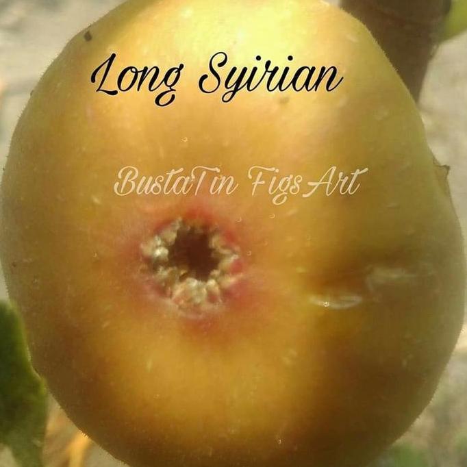 bibit buah tin cangkok jenis langka Long Syirian