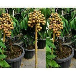 BIBIT TANAMAN BUAH MATOA SUPER / Cepat berbuah stek