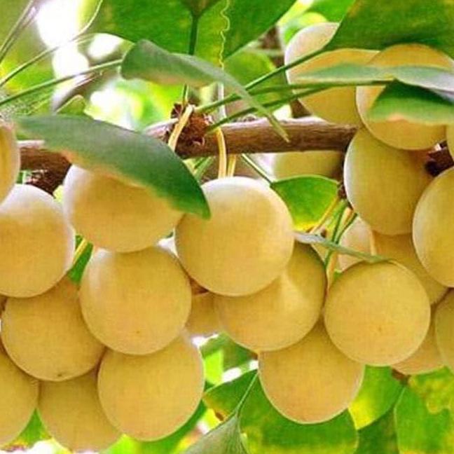 Biji//Bibit Buah Ginko Biloba I3R