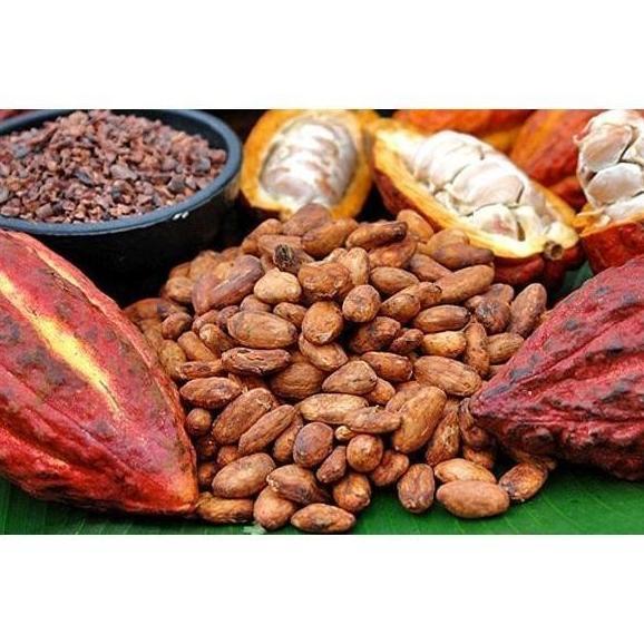 Biji Bibit Tanaman Buah Kakao Coklat Hibrida Super /10