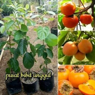 Bibit okulasi buah kesemek jepang | Pohon Kesemek