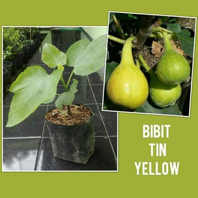 Bibit Tanaman Buah Tin Yellow-Bibit Buah Tin Kuning