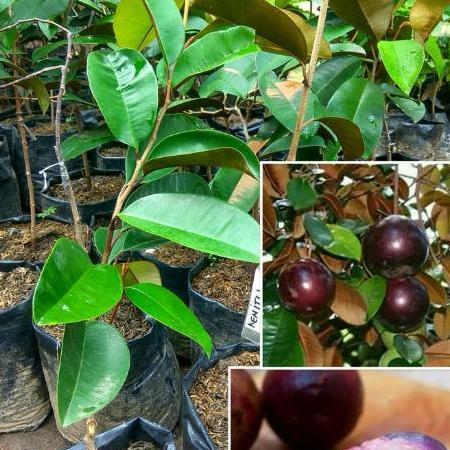 Bibit Buah Kenitu Ungu/ So Durian Okulasi Super