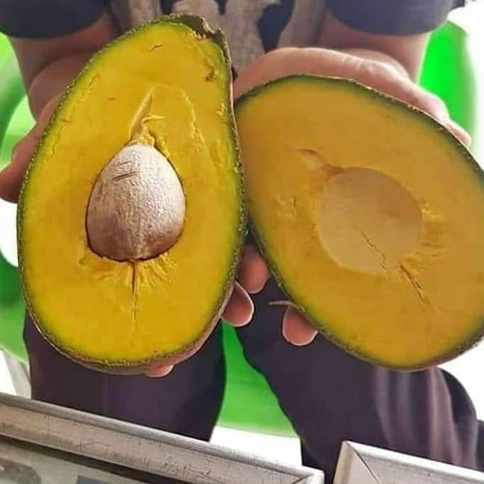 bibit buah alpukat yamagata okulasi unggul