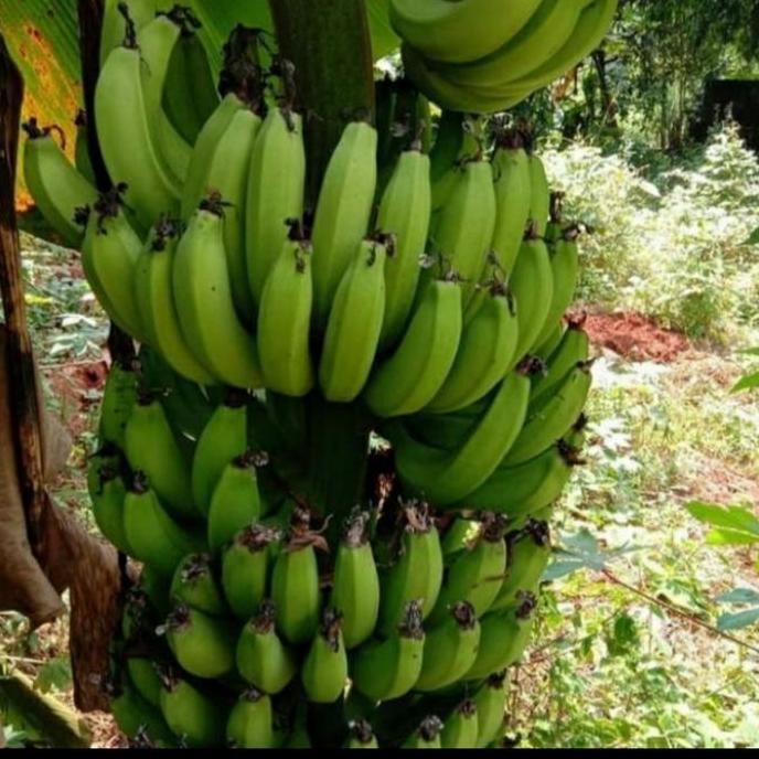 Bibit Tanaman Buah Pisang Mini Genjah Bisa Tabulampot