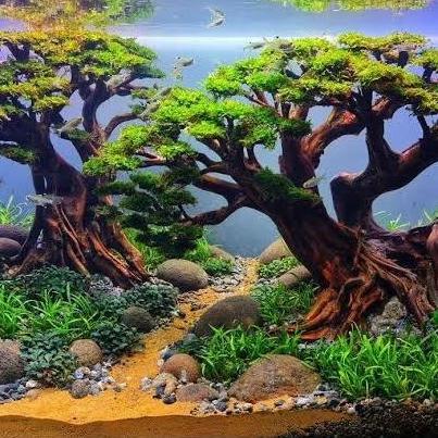 aquascape bonsai moss