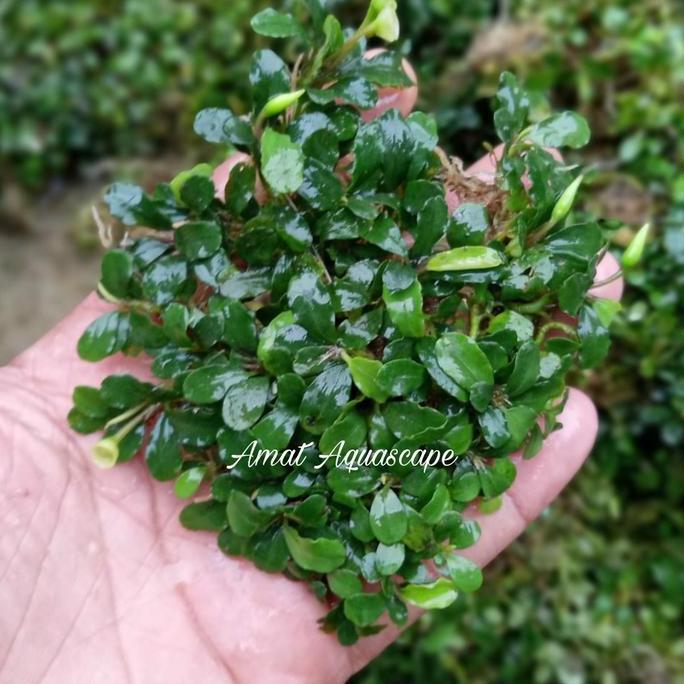 Bucephalandra Mini Medium | Buce Mini Aquascape