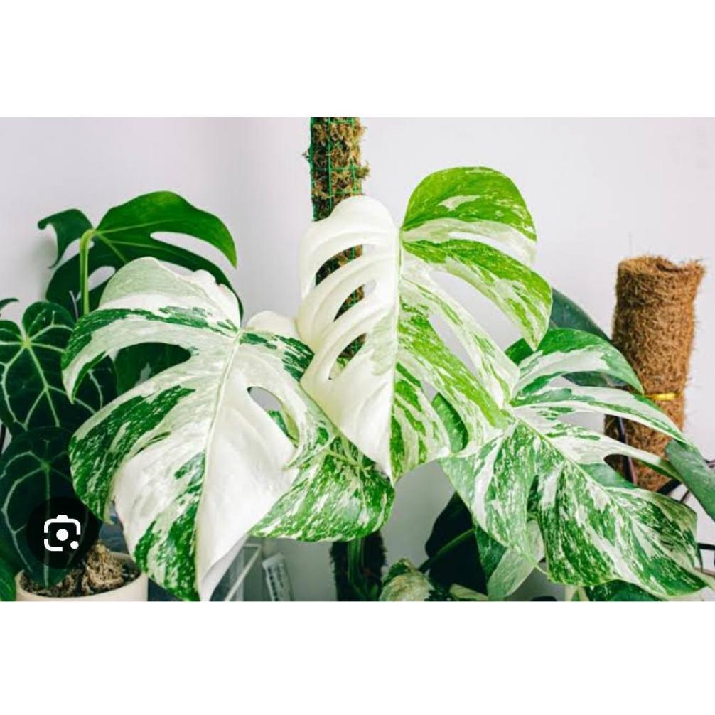 Bisa Cod Ya Kak Media Tanam Porous  Aroid Varigata Kualitas Premium 1Kg Siap Pakai ....