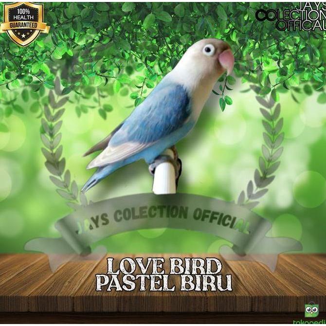 Burung Lovebird Pastel Biru