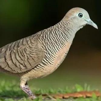 Bluee- Gabah Bangkok 1Kg  Gabah Mini Untuk Ayam, Perkutut, Derkuku, Lovebird & Unggas Lainnya