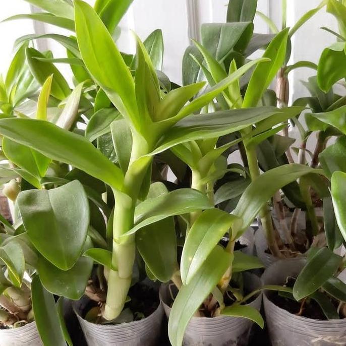 Taman- Tanaman Anggrek Dendrobium Bunga Merah