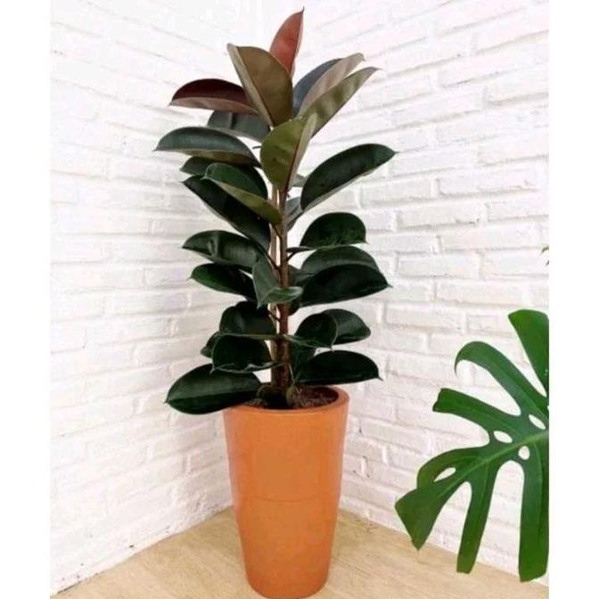 PROMO Tanaman Hias Pohon Karet Kebo 1 Meter Ficus Elastica Daun Besar Tebal Ideal untuk Dekorasi Rua