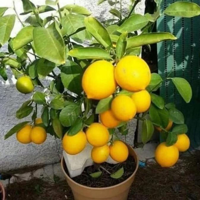PROMO Bibit Tanaman Buah Jeruk Lemon California Okulasi - Lemon California Harum - Lemon California 