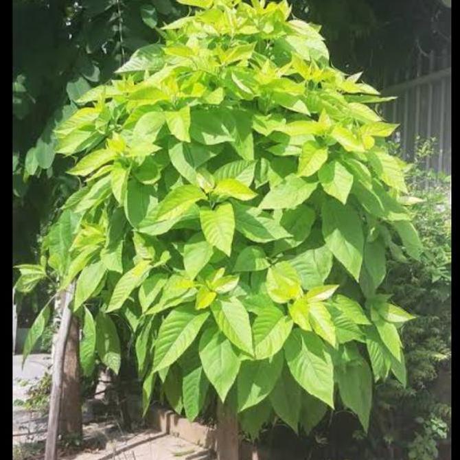 PROMO tanaman hias bibit pohon pisonia Alba/kol banda