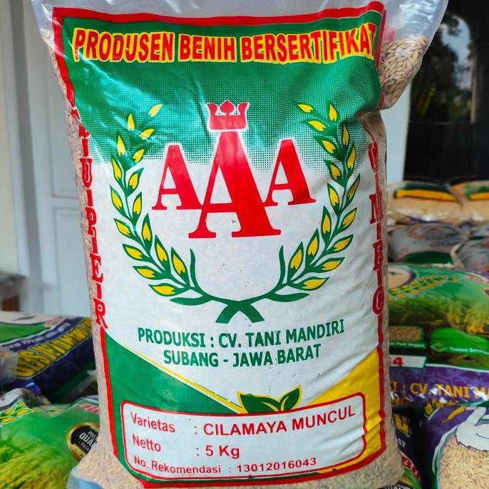 PROMO Benih Padi Unggiul Cilamaya Muncul 5 kg Anakan Banyak