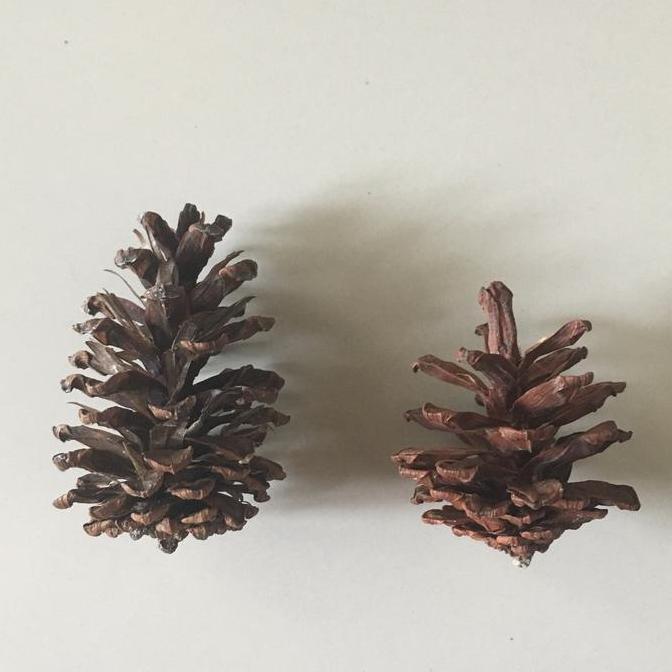 .........] Pinecone besar rustic + TALI natural ya biji pohon pinus hiasan natal
