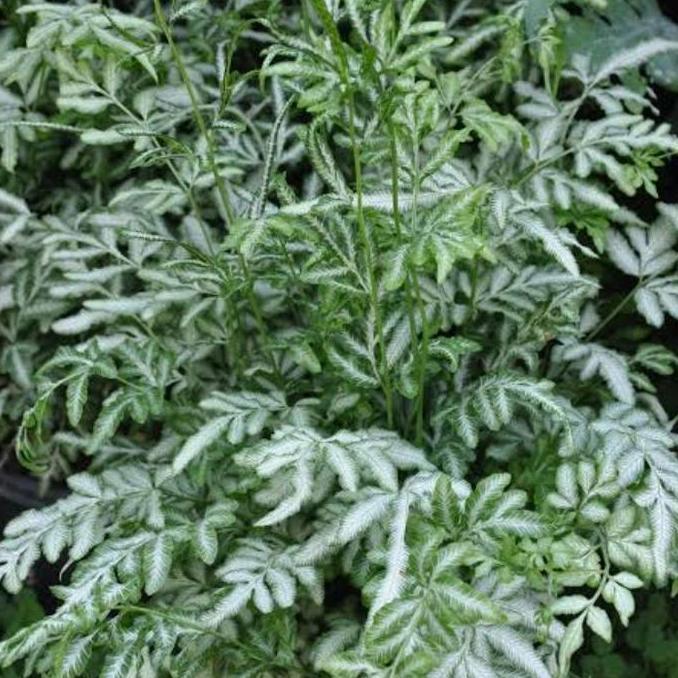 Indah- Tanaman Hias Pteris Ensiformis