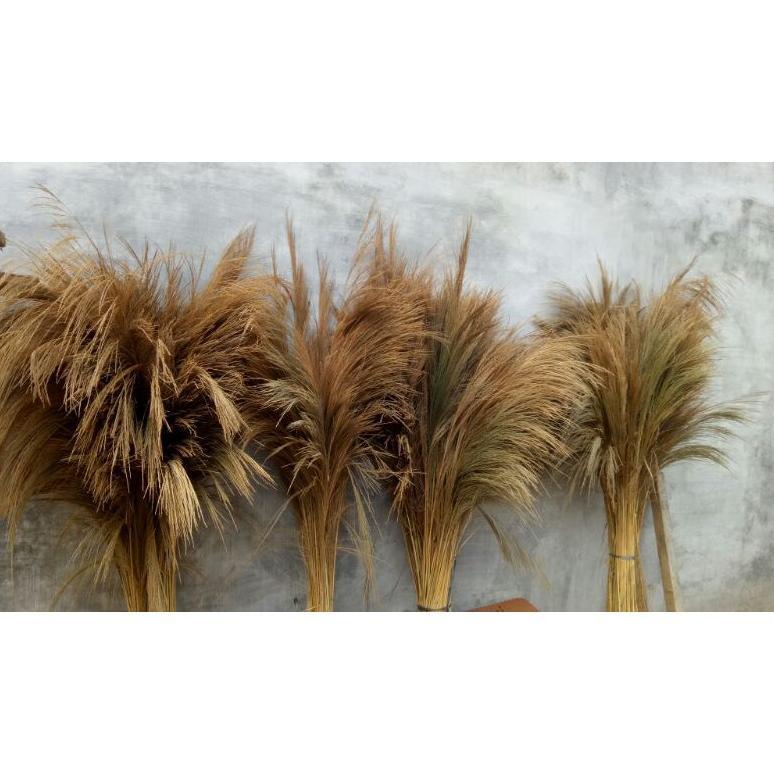 Premium 10 Batang Bunga Rayung / Pampas Tanpa Bulu/ Dried Pampas Grass/ Dekorasi/ Rustic