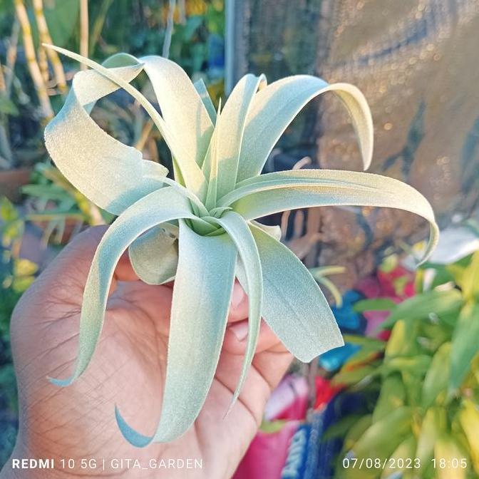 tillandsia capitata peach