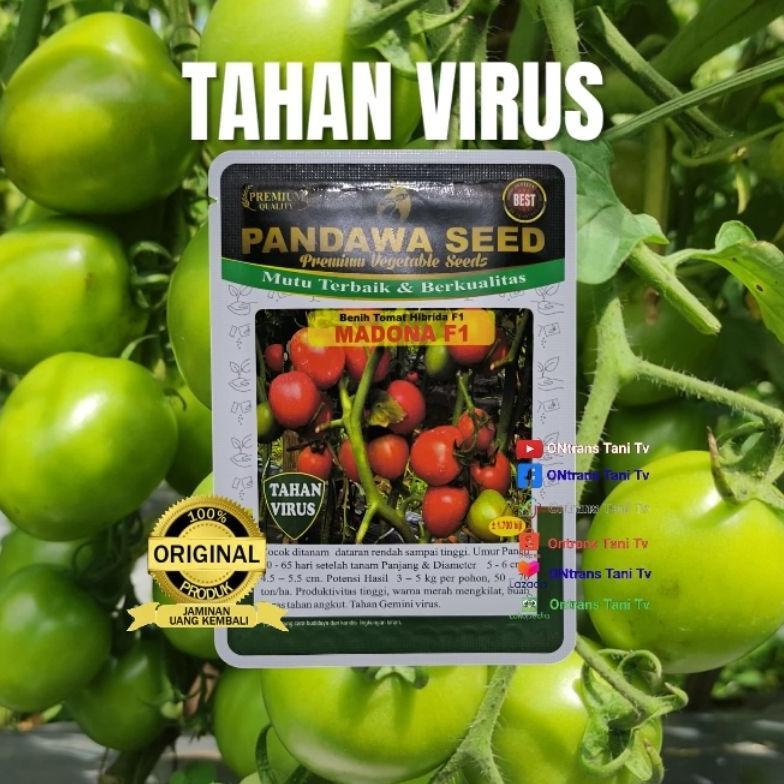Benih Tomat Hibrida MADONA F1 tahan virus gemini