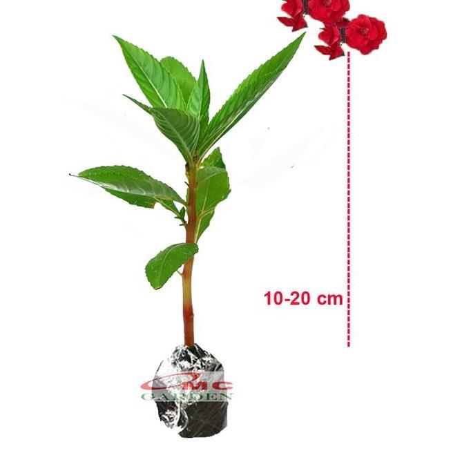 .........] Bibit Tanaman Hias Kembang Bunga Pacar Air Merah Tumpuk PACAR-1020