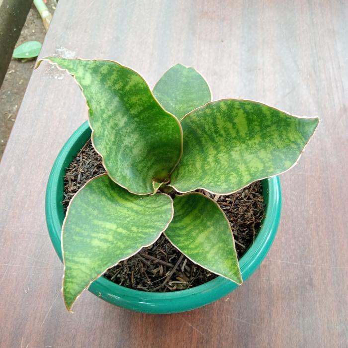 (Ready) Sansevieria Dragon Compacta Varigata | Tanaman Pot Meja Bestseller