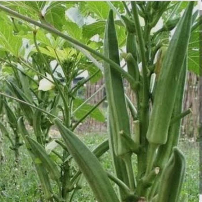 (Diskon) Bibit Tanaman Okra Hijau - Bibit Sayur Okra Hijau Siap Tanam Bestseller