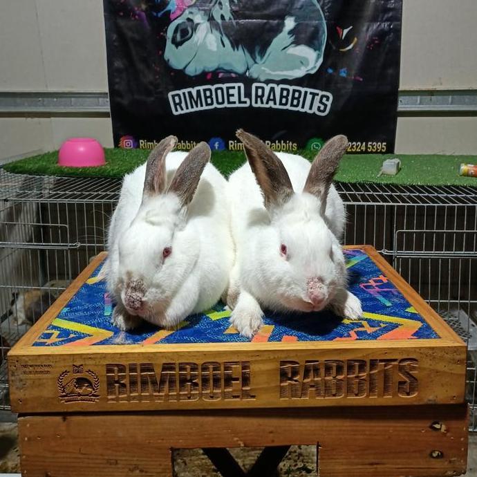 Terlaris Kelinci Pedaging California/Hyla