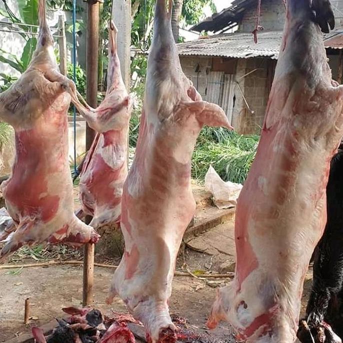 Terlaris Daging Kambing Atau Domba Karkas Fresh 1 Ekor