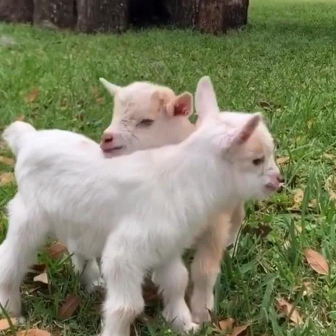 Terlaris Kambing Pygmy Goat/Kambing Kerdil