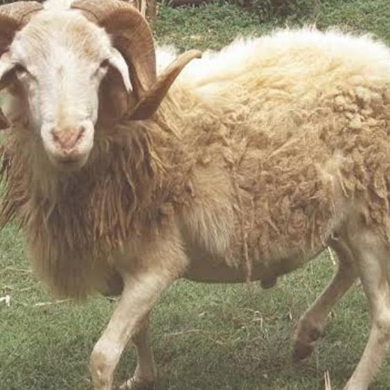 Terlaris Domba Hidup / Domba Qurban / Kambing Hidup / Kambing Kurban / Kambing Aqiqah / Domba Aqiqah