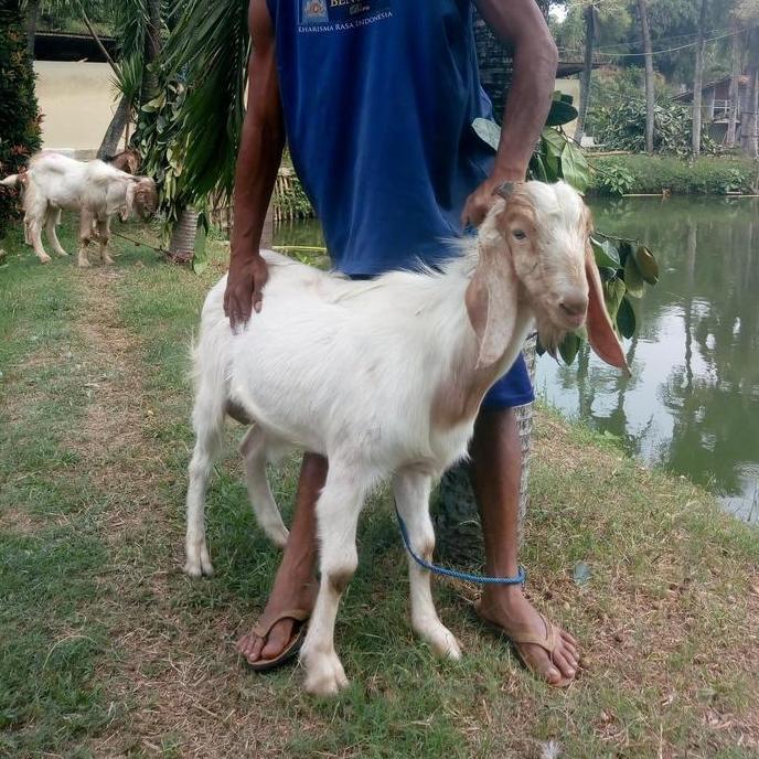 Terlaris Kambing Jawa / Kambing Kurban