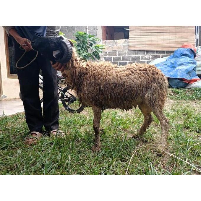 Terlaris Dp Domba Qurban Jantan