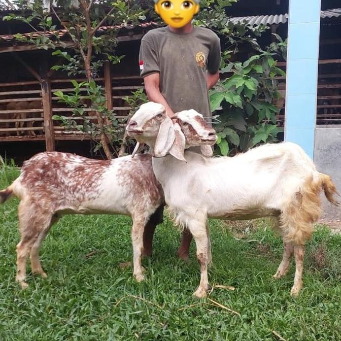 Terlaris Kambing Aqiqah Dan Qurban Betina Premium+ / Kambing Dan Domba Untuk Aqiqah, Qurban Dan Peli