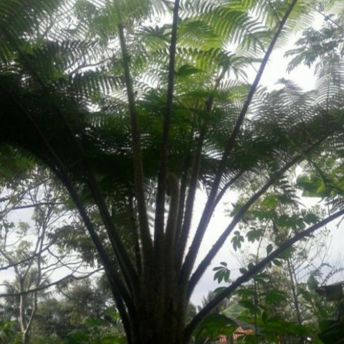 pohon pakis besar media tanam anggrek 2 meter tanam hidup