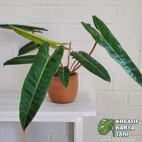 Gardensw- Tanaman Hias Philodendron Bilitiae Kabel Busi - Kabel Busi Original
