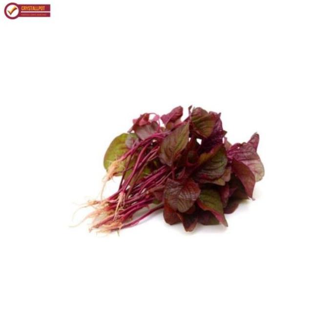 Gardensw- Benih Bibit Bayam Merah Mira Cap Panah Merah - Bayam Merah Mira