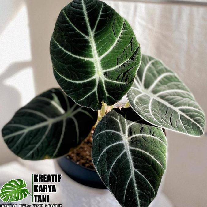 Gardensw- Tanaman Hias Alocasia Black Velvet - Alocasia Black Velvet