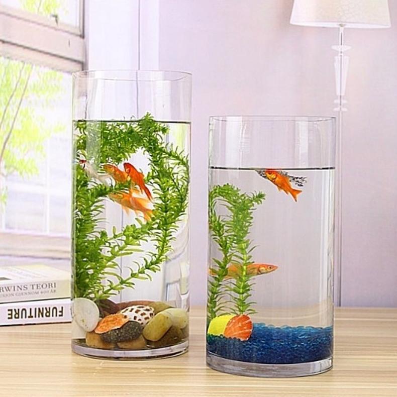 AQUARIUM TABUNG KACA / AKUARIUM IKAN HIAS GUPPY CUPANG / AQUASCAPE MINI