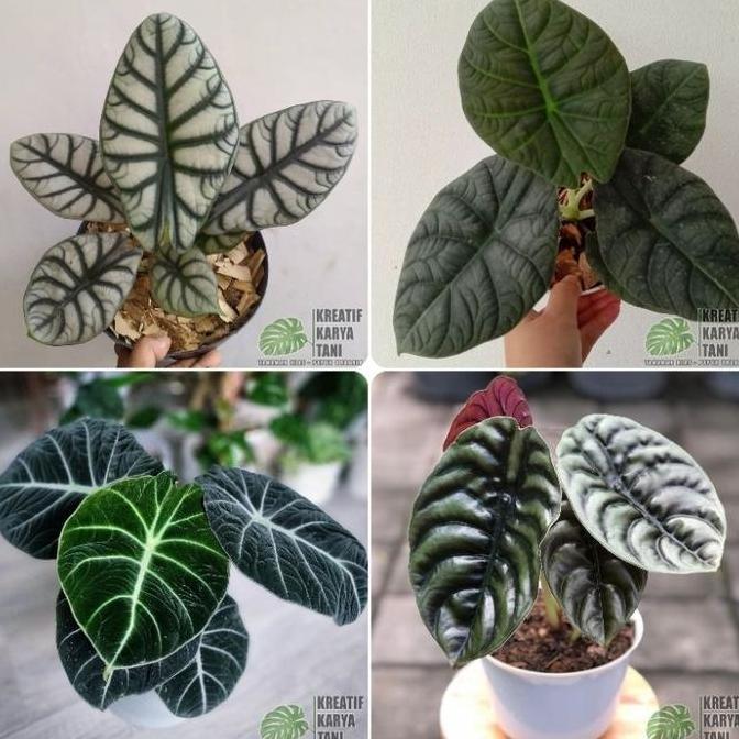 Tanaman hias alocasia - Macam macam jenis tanaman hias alocasia RAM