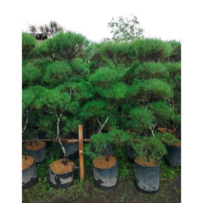 Termurah bonsai taman cemara udang meliuk dah jadi tinggal pajang