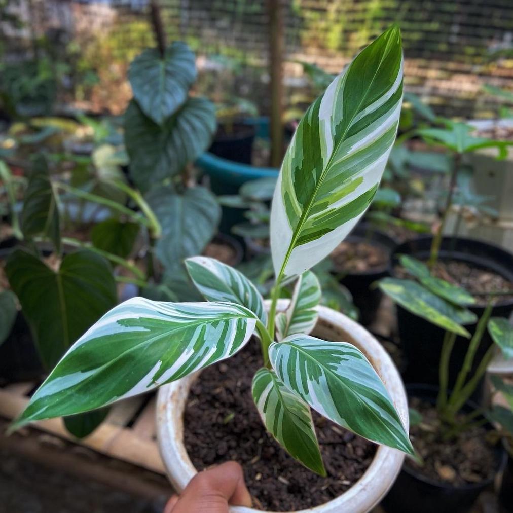 ARN *Promo* Musa Ae Ae (Pisang Florida Varigata) Sehat Dan Murah