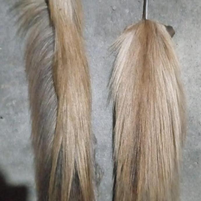 rambut kuda asli siap pakai bulu tebal lulang kering